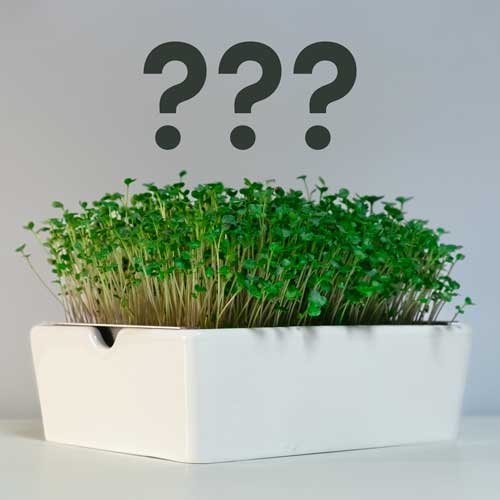 6 Reasons To Try Growing Microgreens