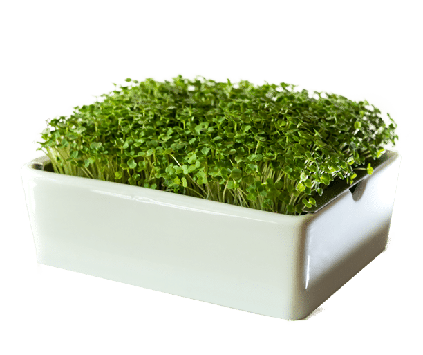 arugula microgreens in a microgreen grow kit