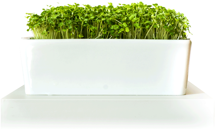 Arugula microgreens growing from a microgreen grow kit