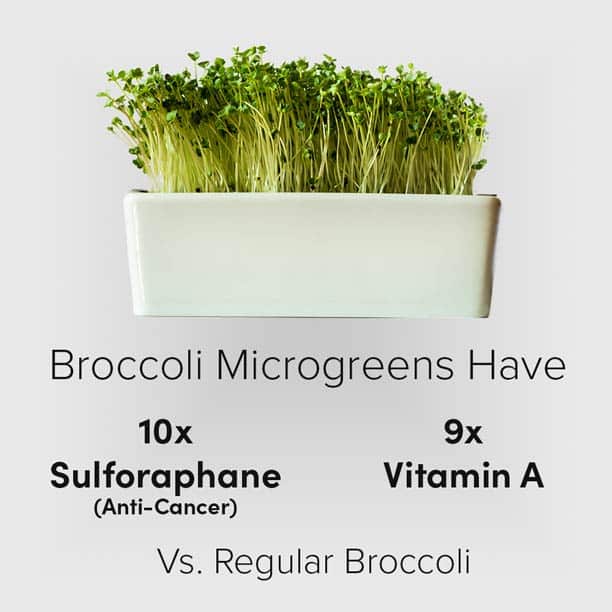 comparing broccoli microgreens to regular broccoli
