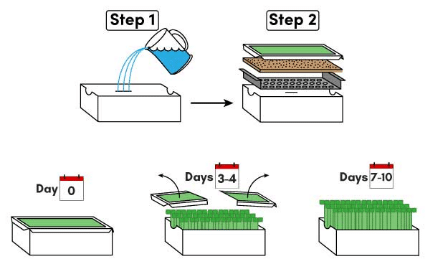 How to grow microgreens with Our Tiny Garden's microgreen grow kit