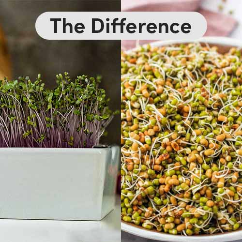 side by side photo of microgreens vs sprouts